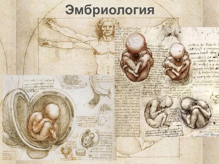 Эмбриология