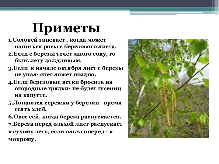 Приметы 1.Соловей запевает , когда может напиться росы с березового листа. 2.Если