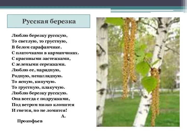 Русская березка Люблю березку русскую, То светлую, то грустную, В белом сарафанчике.