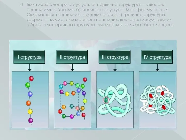 Білки мають чотири структури. а) первинна структура — утворена пептидними зв’язками. б)