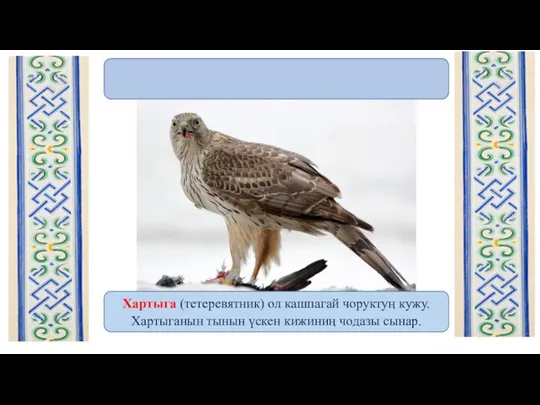 Хартыга (тетеревятник) ол кашпагай чоруктуӊ кужу. Хартыганын тынын үскен кижиниӊ чодазы сынар.