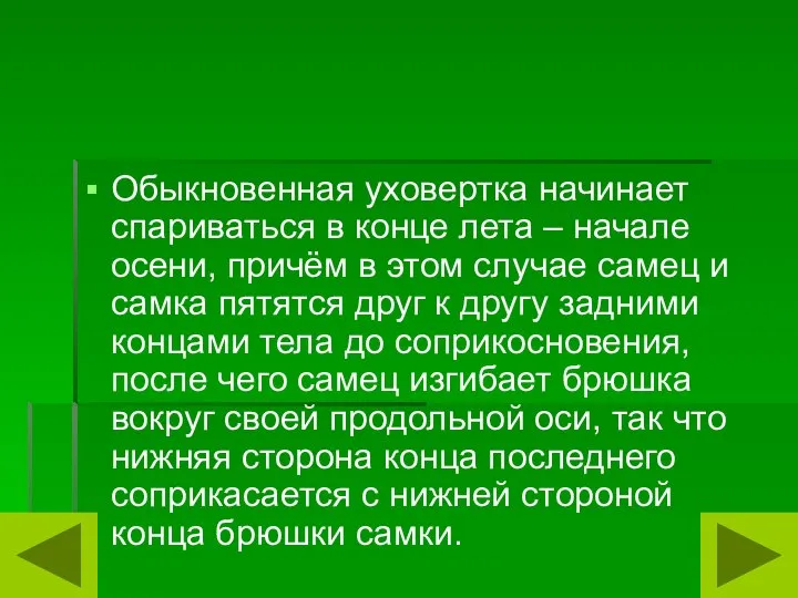 Обыкновенная уховертка начинает спариваться в конце лета – начале осени, причём в