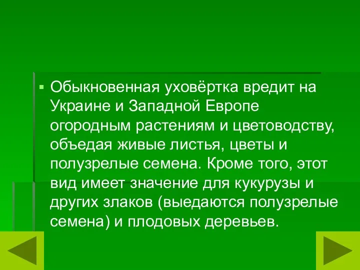 Обыкновенная уховёртка вредит на Украине и Западной Европе огородным растениям и цветоводству,