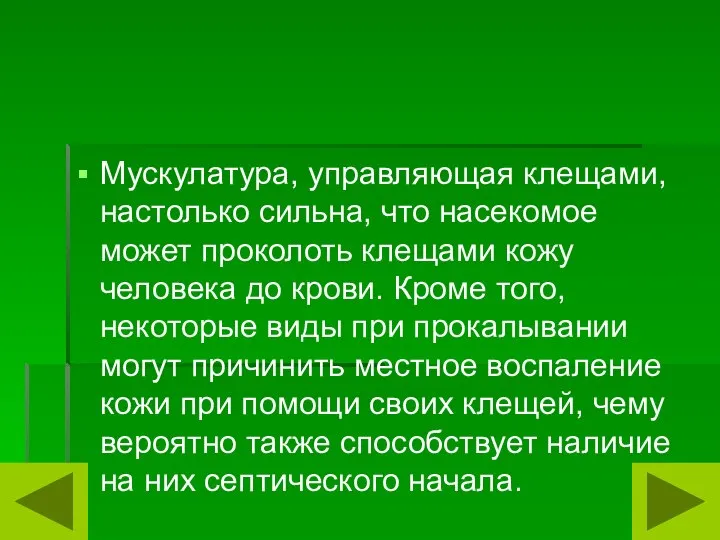 Мускулатура, управляющая клещами, настолько сильна, что насекомое может проколоть клещами кожу человека