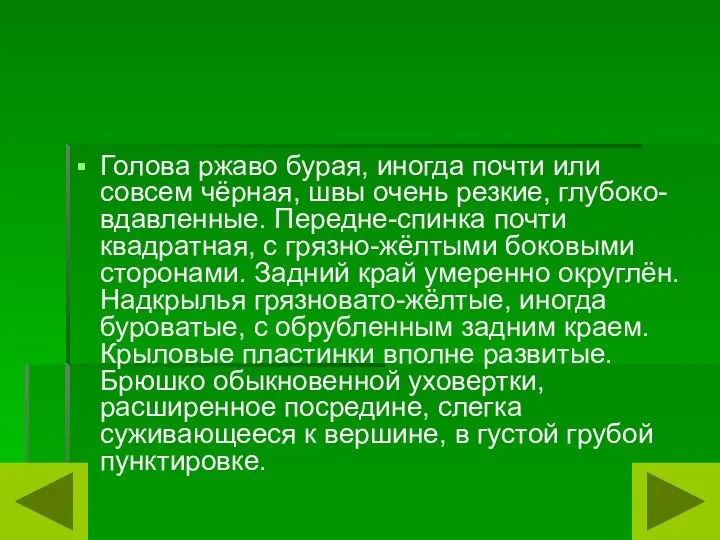 Голова ржаво бурая, иногда почти или совсем чёрная, швы очень резкие, глубоко-вдавленные.