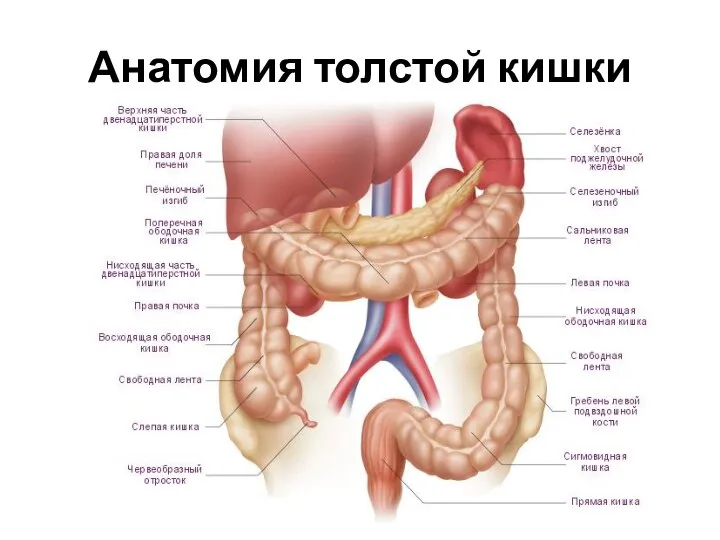 Анатомия толстой кишки