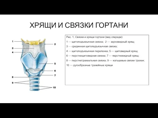 ХРЯЩИ И СВЯЗКИ ГОРТАНИ Рис. 1, Связки и хрящи гортани (вид спереди):