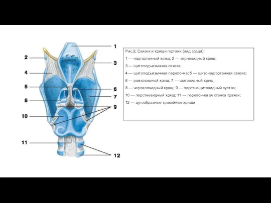 Рис.2, Связки и хрящи гортани (вид сзади): 1 — надгортанный хрящ; 2
