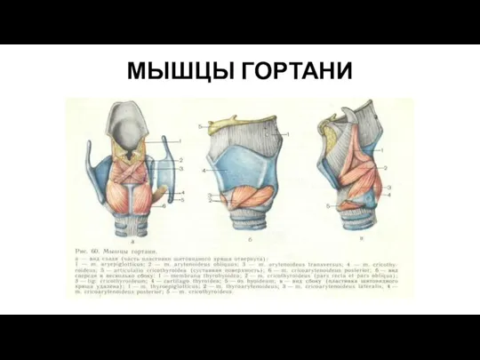 МЫШЦЫ ГОРТАНИ