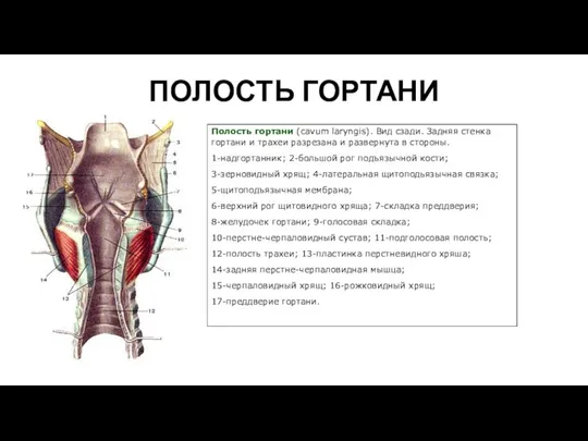 ПОЛОСТЬ ГОРТАНИ Полость гортани (cavum laryngis). Вид сзади. Задняя стенка гортани и