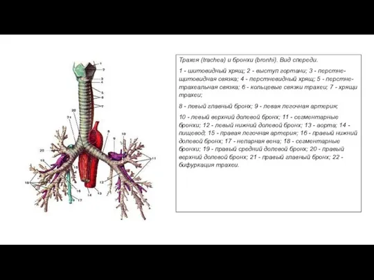 Трахея (trachea) и бронхи (bronhi). Вид спереди. 1 - шитовидный хрящ; 2