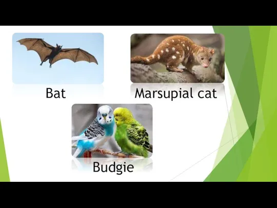 Bat Marsupial cat Budgie