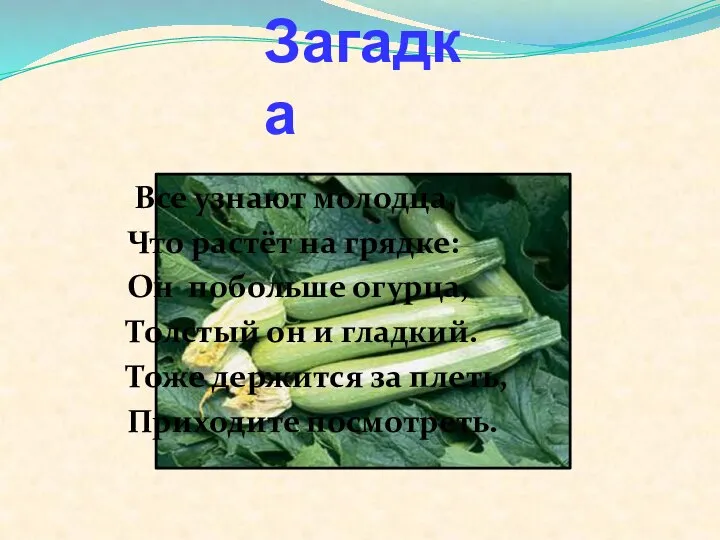 Загадка Все узнают молодца, Что растёт на грядке: Он побольше огурца, Толстый