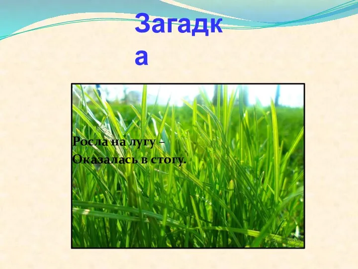 Загадка Росла на лугу – Оказалась в стогу.