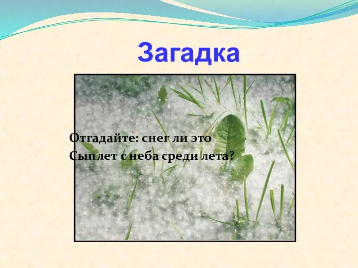 Загадка Отгадайте: снег ли это Сыплет с неба среди лета?