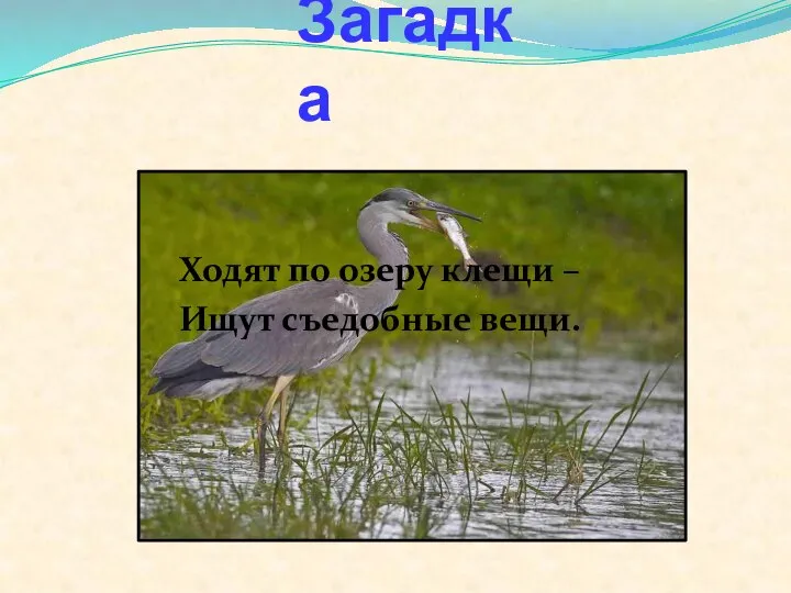 Загадка Ходят по озеру клещи – Ищут съедобные вещи.