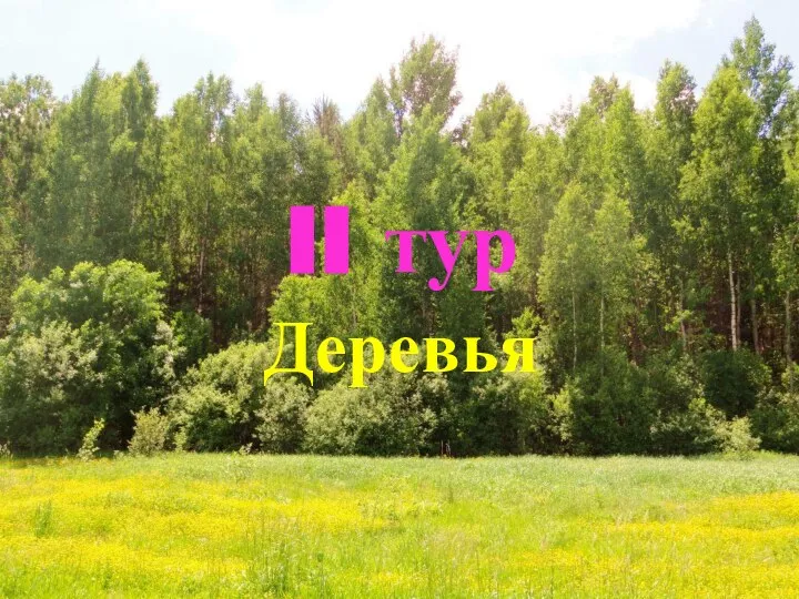 II тур Деревья