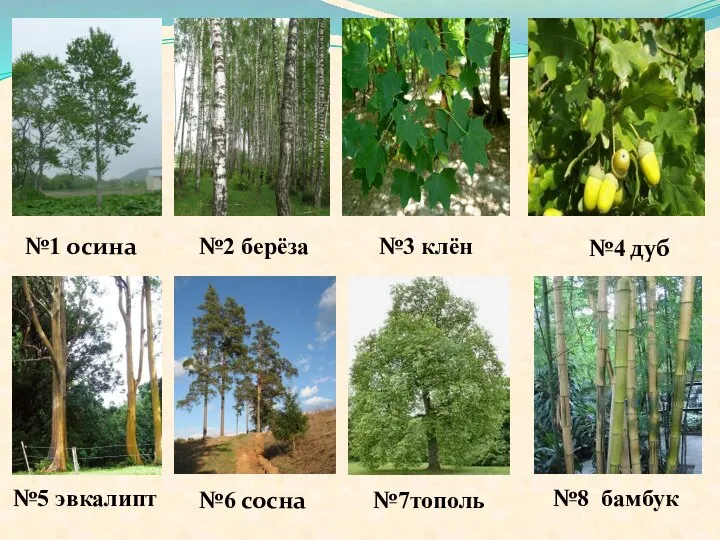 №3 клён №1 осина №2 берёза №4 дуб №5 эвкалипт №7тополь №6 сосна №8 бамбук