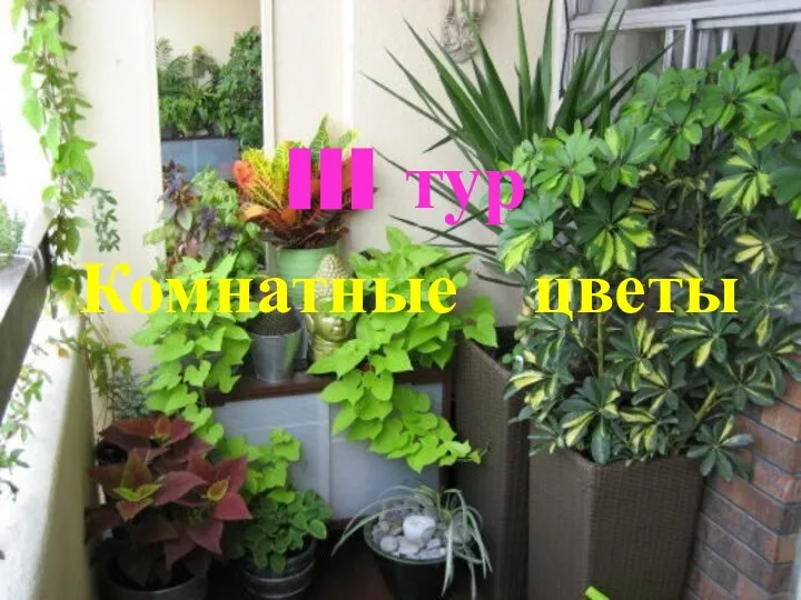 III тур Комнатные цветы