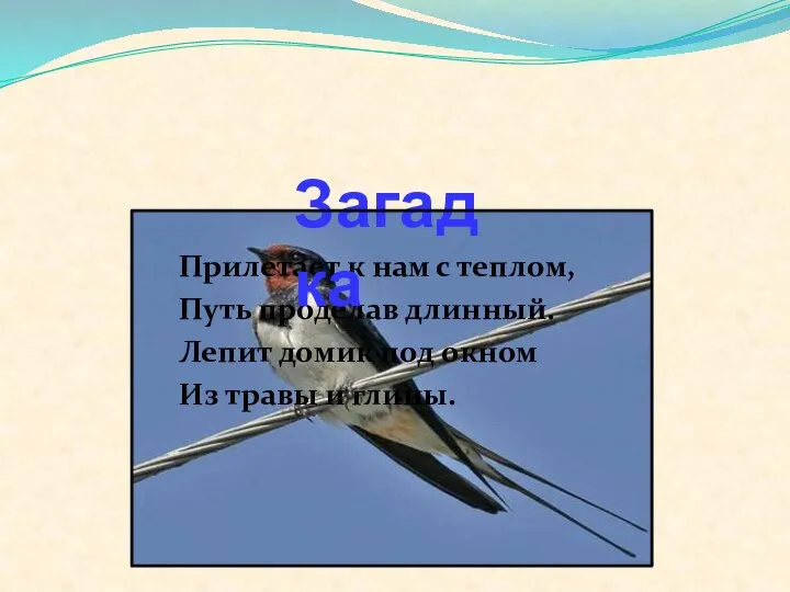 Прилетает к нам с теплом, Путь проделав длинный. Лепит домик под окном