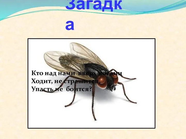 Загадка Кто над нами вверх ногами Ходит, не страшится, Упасть не боится?