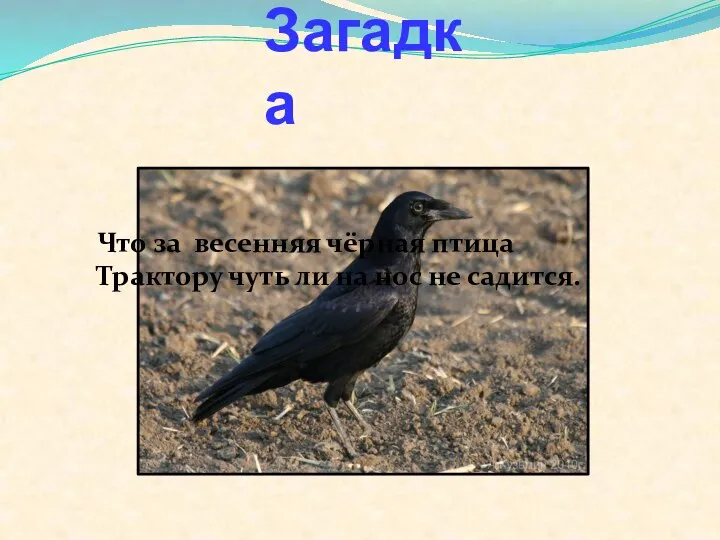 Загадка Что за весенняя чёрная птица Трактору чуть ли на нос не садится.