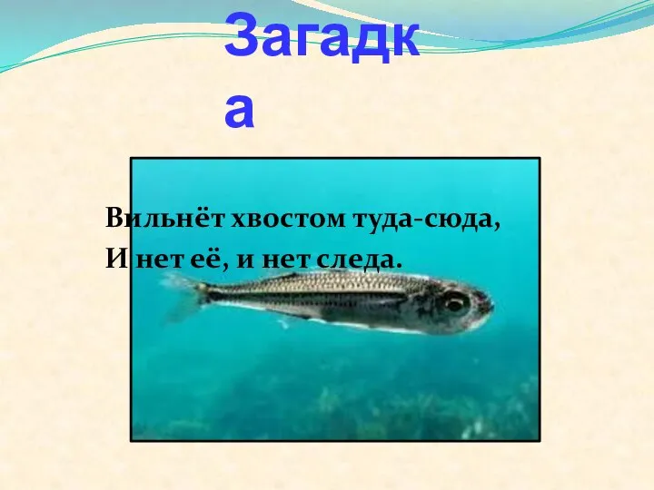 Загадка Вильнёт хвостом туда-сюда, И нет её, и нет следа.