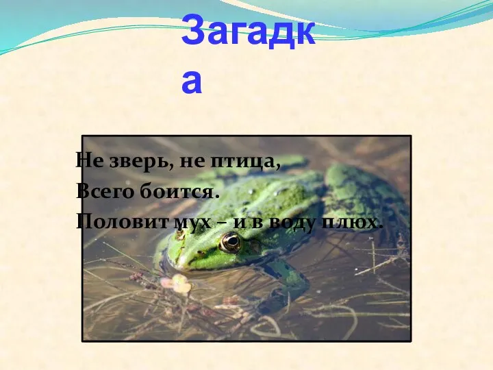 Загадка Не зверь, не птица, Всего боится. Половит мух – и в воду плюх.