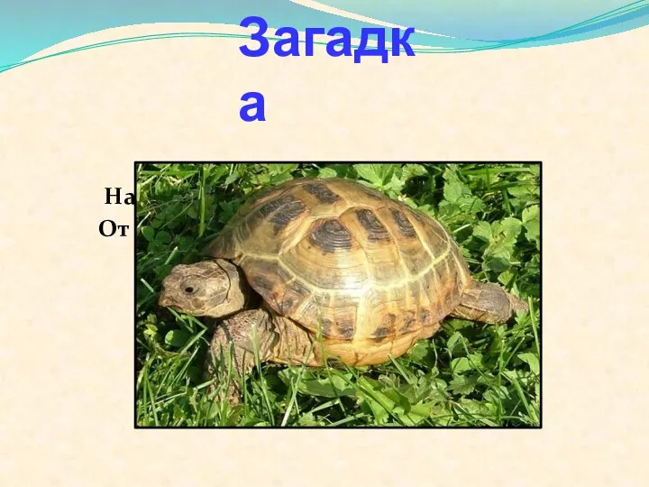 Загадка На себе ношу я дом, От врагов я спрячусь в нём.