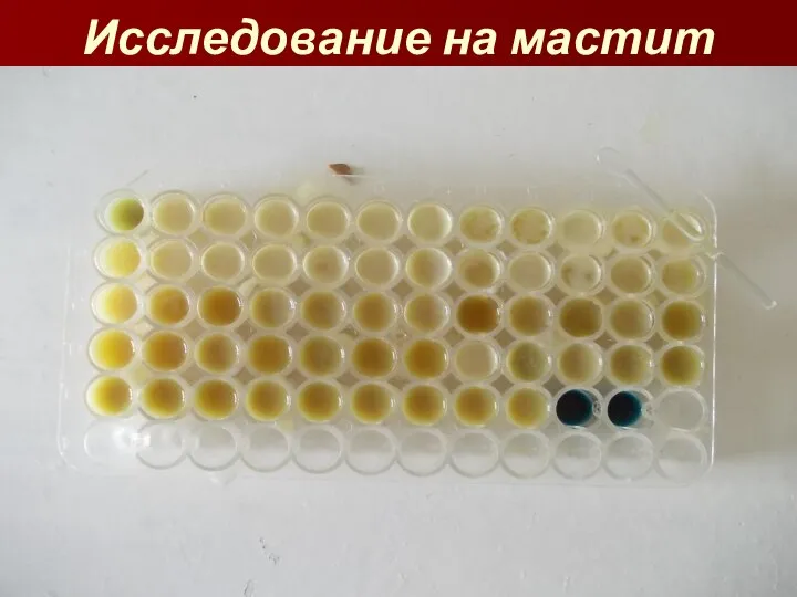 Исследование на мастит