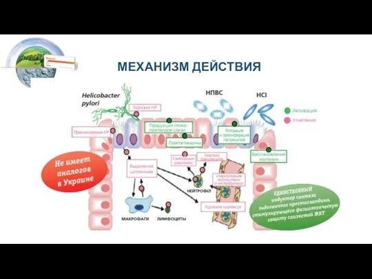 МЕХАНИЗМ ДЕЙСТВИЯ