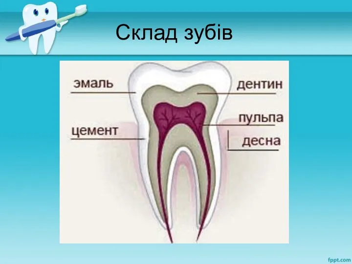 Склад зубів