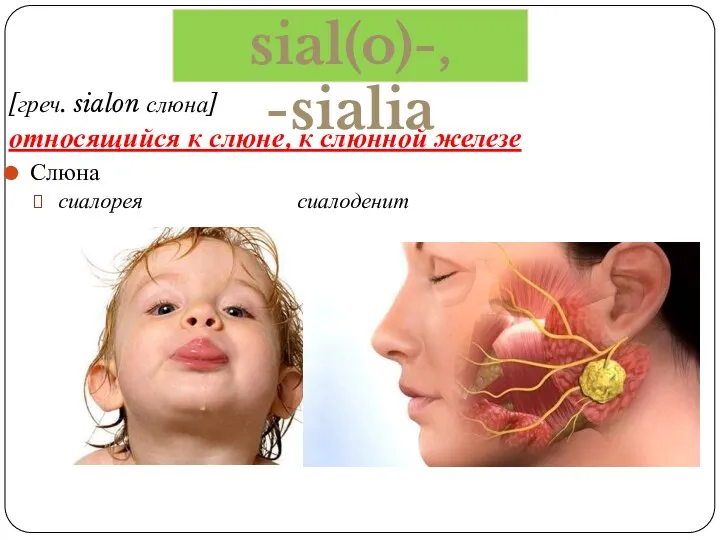 [греч. sialon слюна] относящийся к слюне, к слюнной железе Слюна сиалорея сиалоденит sial(o)-, -sialia