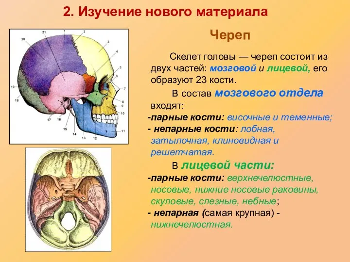 Скелет головы — череп состоит из двух частей: мозговой и лицевой, его