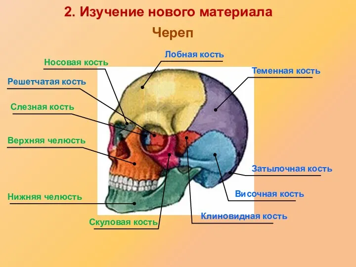 Решетчатая кость Слезная кость Носовая кость Лобная кость Теменная кость Затылочная кость