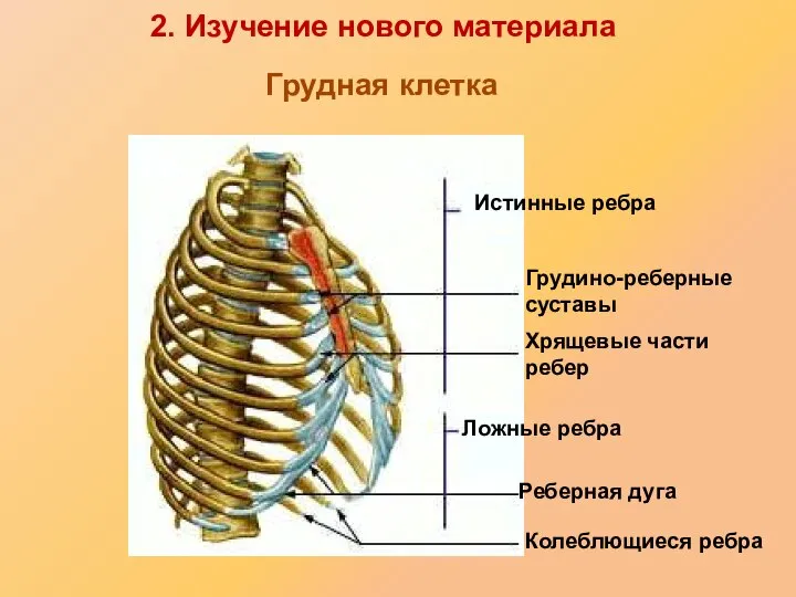 Истинные ребра Грудино-реберные суставы Хрящевые части ребер Ложные ребра Реберная дуга Колеблющиеся