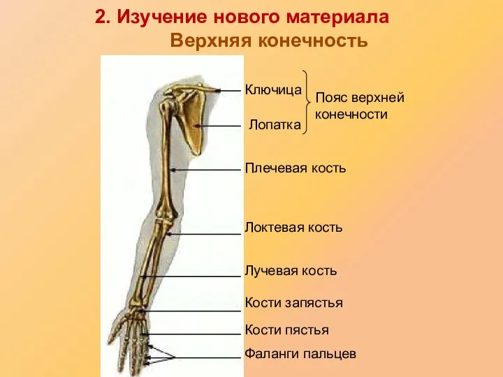 Ключица Лопатка Плечевая кость Локтевая кость Лучевая кость Кости запястья Кости пястья