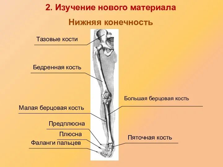 Тазовые кости Бедренная кость Большая берцовая кость Малая берцовая кость Предплюсна Плюсна