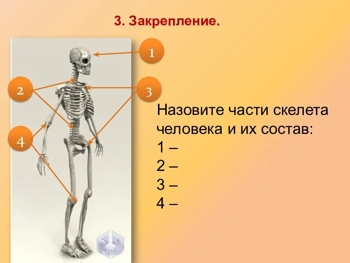 Назовите части скелета человека и их состав: 1 – 2 – 3