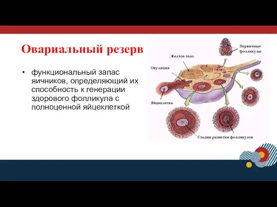 функциональный запас яичников, определяющий их способность к генерации здорового фолликула с полноценной яйцеклеткой Овариальный резерв