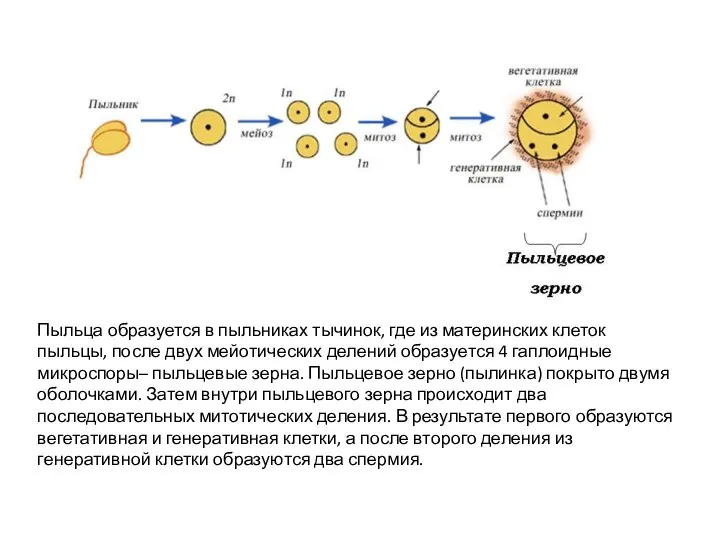 Пыльца образуется в пыльниках тычинок, где из материнских клеток пыльцы, после двух