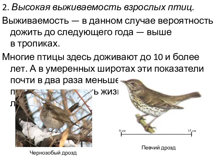 2. Высокая выживаемость взрослых птиц. Выживаемость — в данном случае вероятность дожить