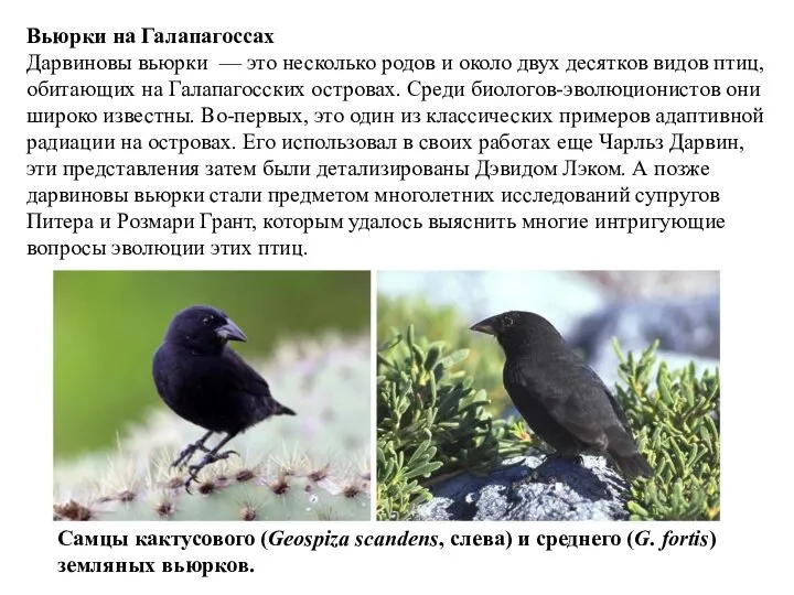 Вьюрки на Галапагоссах Дарвиновы вьюрки — это несколько родов и около двух