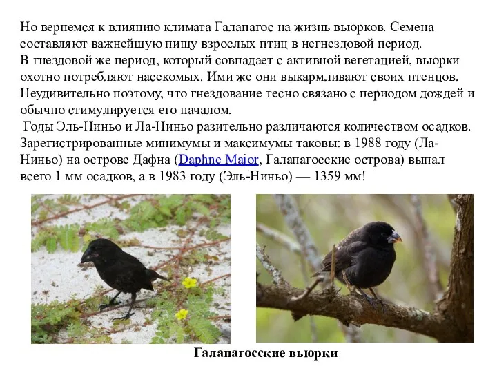 Но вернемся к влиянию климата Галапагос на жизнь вьюрков. Семена составляют важнейшую