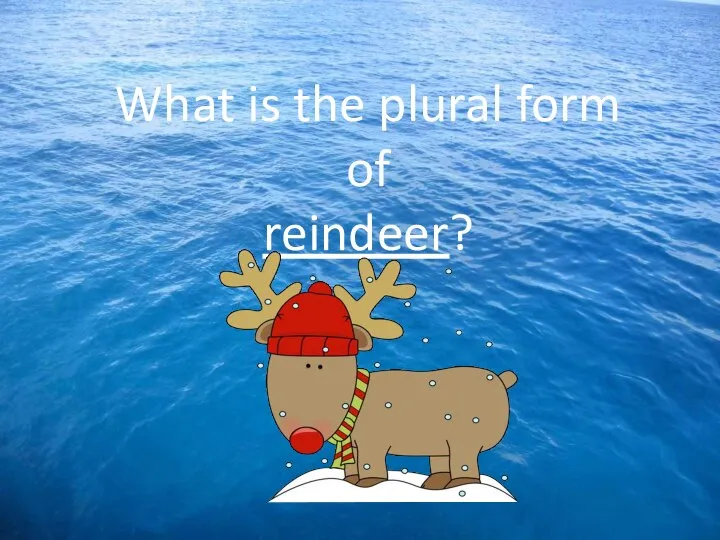 What is the plural form of reindeer?
