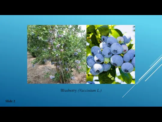 Blueberry (Vaccinium L.) Slide 2