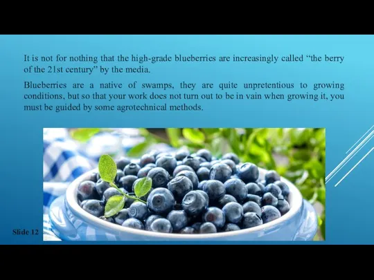 It is not for nothing that the high-grade blueberries are increasingly called