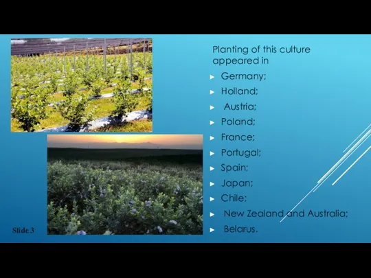 Planting of this culture appeared in Germany; Holland; Austria; Poland; France; Portugal;