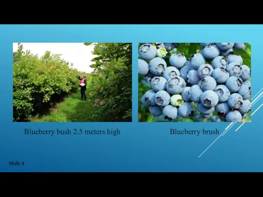 Blueberry bush 2.5 meters high Blueberry brush Slide 4