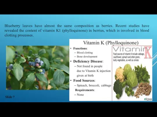 Blueberry leaves have almost the same composition as berries. Recent studies have